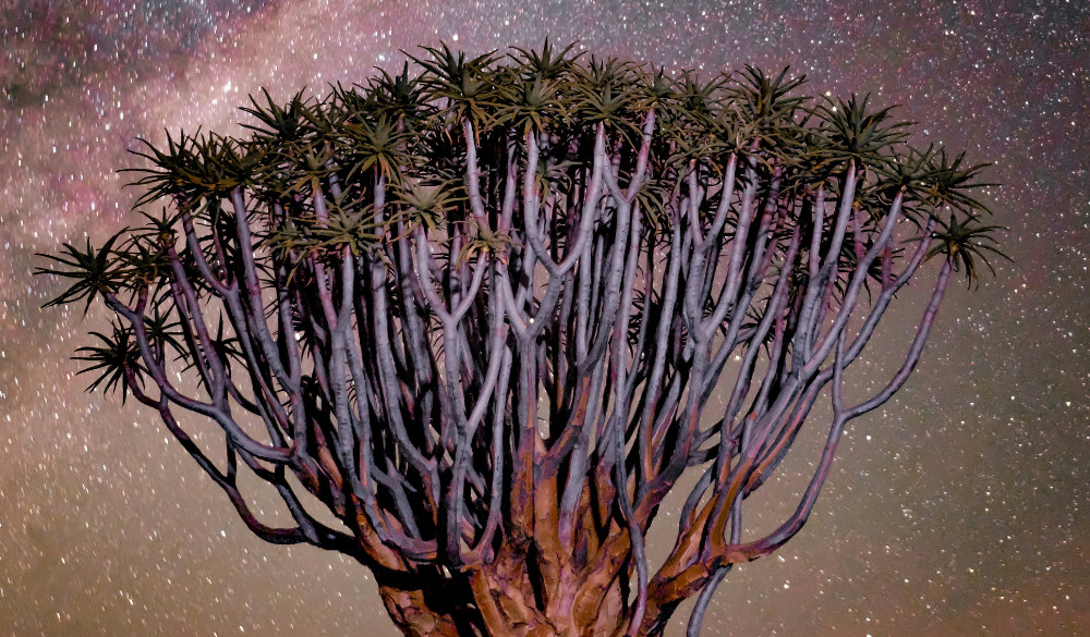 arbol-estrellas